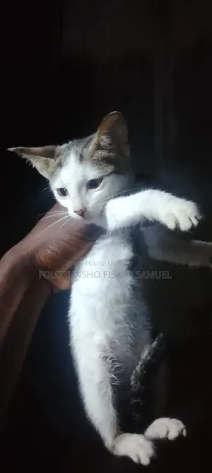 3-6 months Female Purebred Cat
