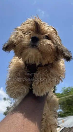 1-3 months Female Purebred Lhasa Apso