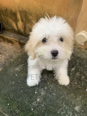 1-3 months Female Purebred Lhasa Apso