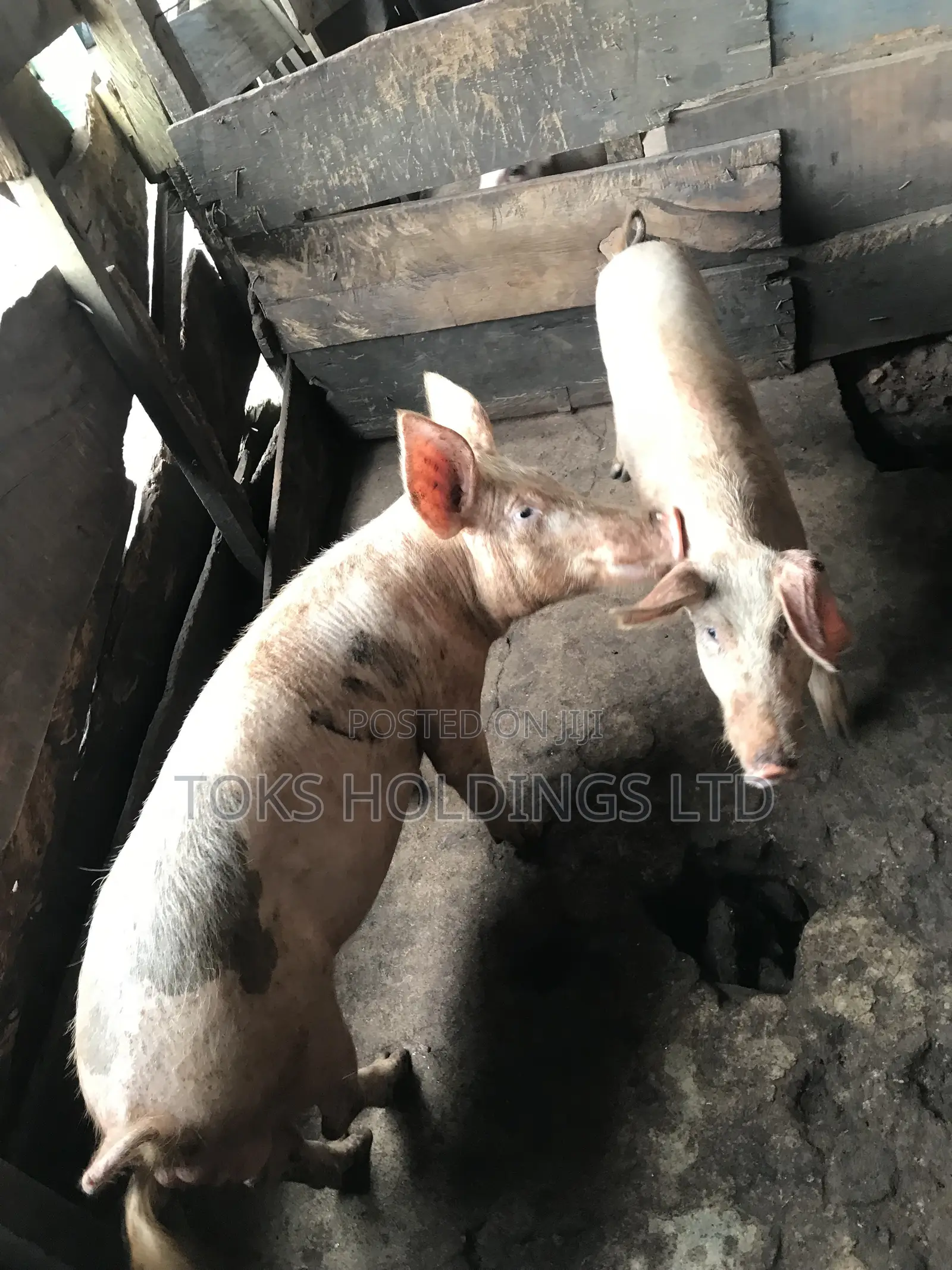 2 Active Boars Available for Sale