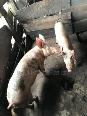 2 Active Boars Available for Sale