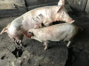 2 Active Boars Available for Sale