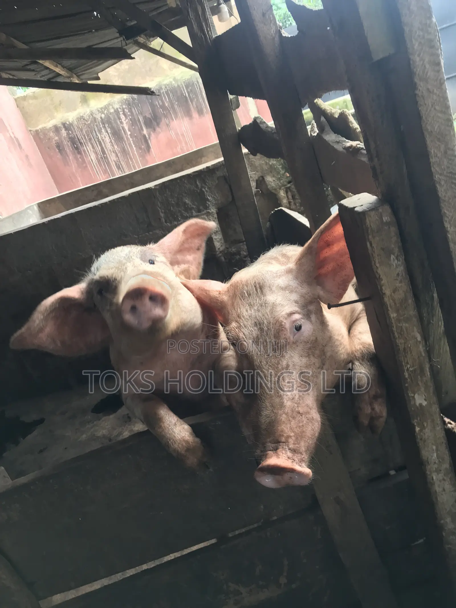 2 Active Boars Available for Sale