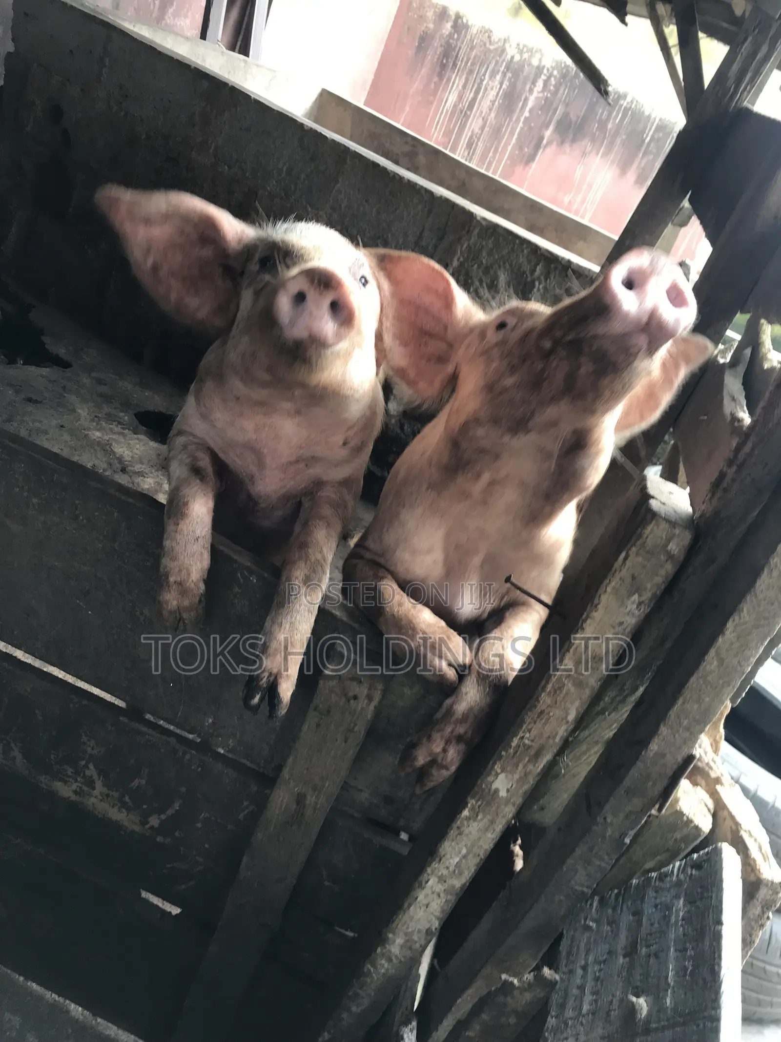 2 Active Boars Available for Sale
