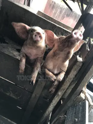 2 Active Boars Available for Sale