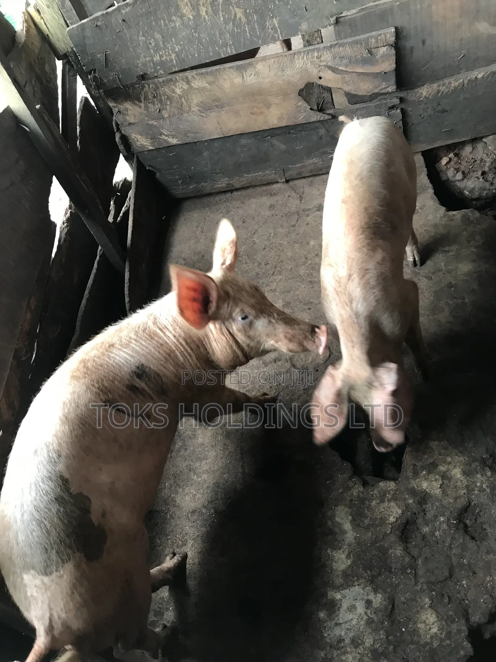 2 Active Boars Available for Sale