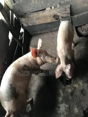 2 Active Boars Available for Sale