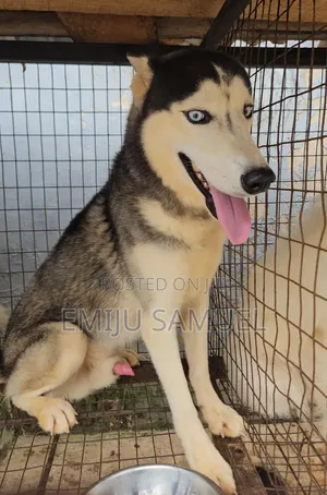1+ year Male Purebred Siberian Husky