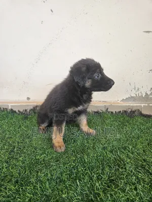 1-3 months Female Purebred German Shepherd