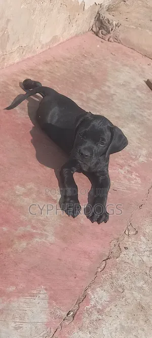 1-3 months Female Purebred Cane Corso