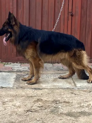 1+ year Male Purebred German Shepherd