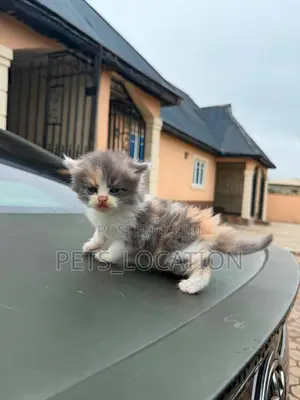 1-3 months Female Purebred Persian