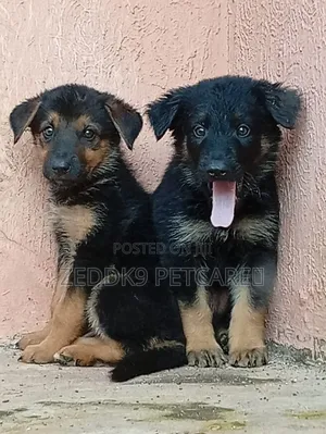 1-3 months Female Purebred German Shepherd