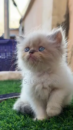 1-3 months Female Purebred Persian