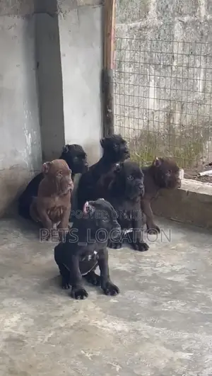 1-3 months Female Purebred Cane Corso