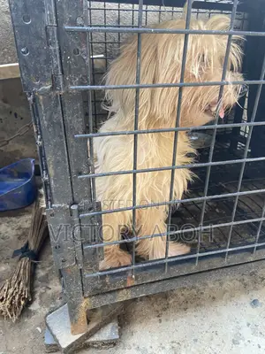 1+ year Female Purebred Lhasa Apso