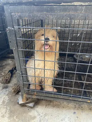 1+ year Female Purebred Lhasa Apso