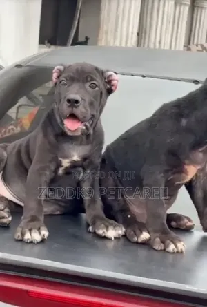 1-3 months Female Purebred Cane Corso
