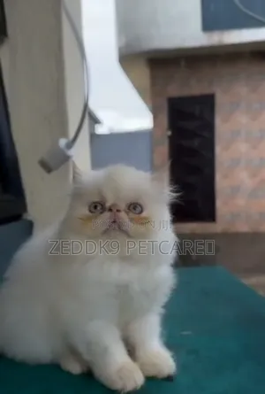 1-3 months Male Purebred Persian