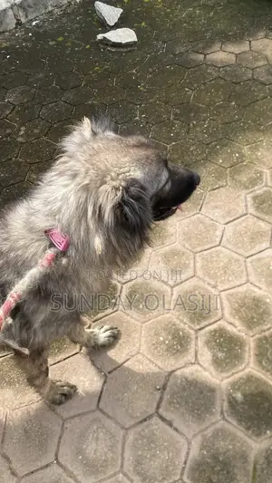1+ year Female Purebred Caucasian Shepherd