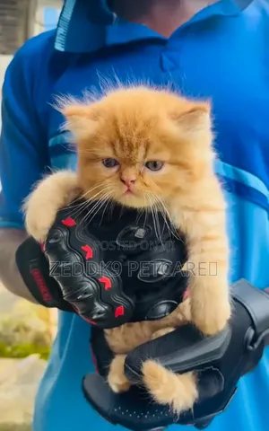 1-3 months Female Purebred Persian