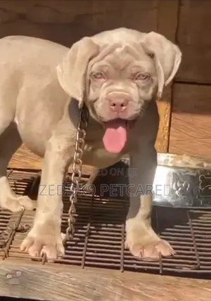 1-3 months Male Purebred Neapolitan Mastiff