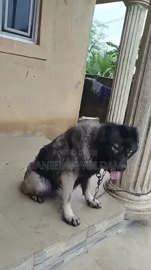 1+ year Female Purebred Caucasian Shepherd