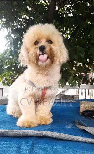 6-12 months Male Mixed Breed Shih Tzu