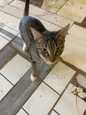3-6 months Male Mixed Breed Persian