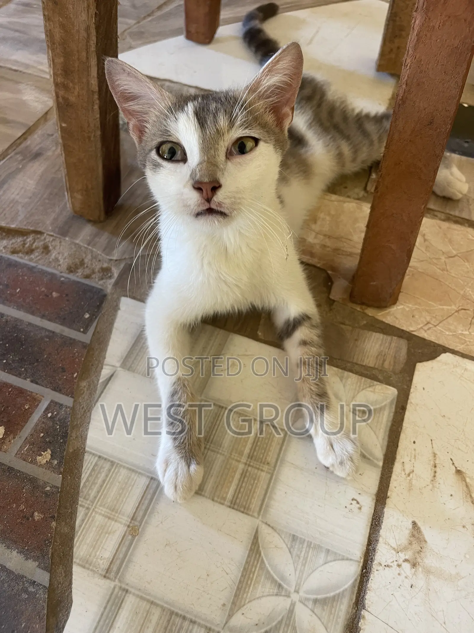 3-6 months Male Mixed Breed Persian