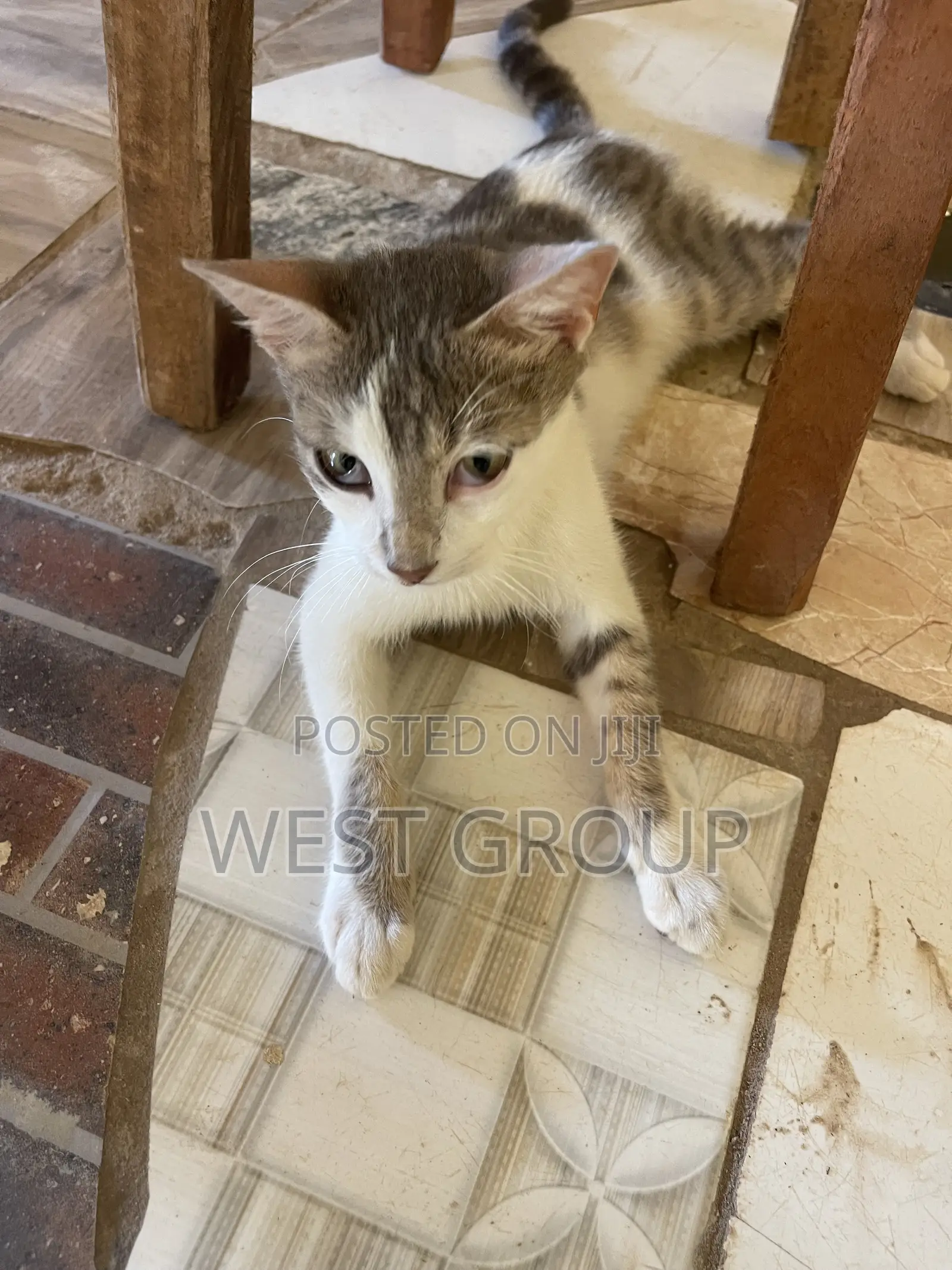 3-6 months Male Mixed Breed Persian