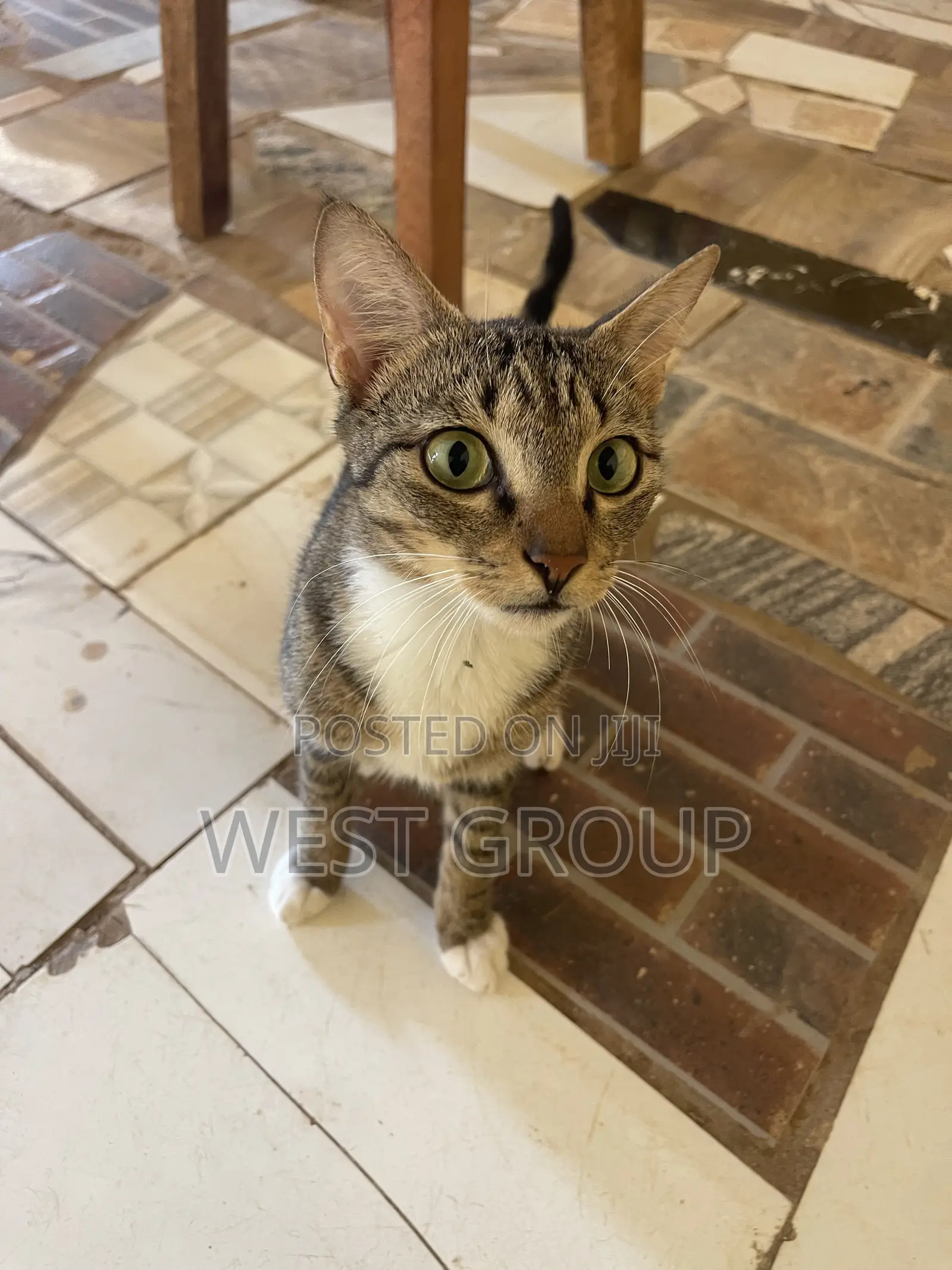 3-6 months Male Mixed Breed Persian
