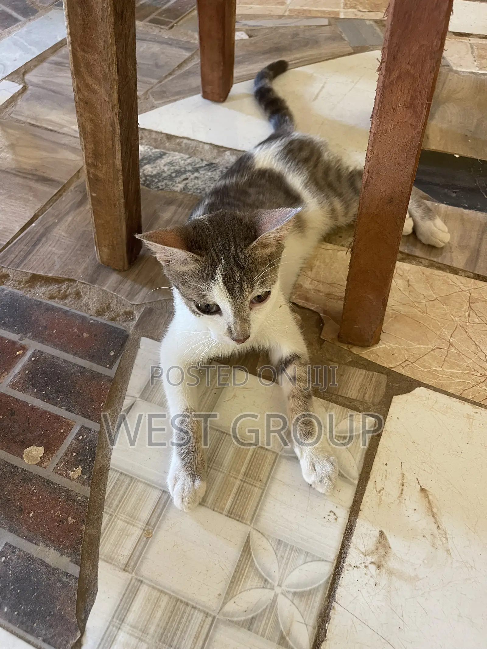 3-6 months Male Mixed Breed Persian