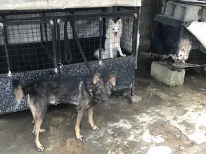 1+ year Male Purebred German Shepherd