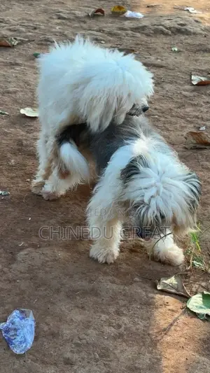 1-3 months Male Purebred Lhasa Apso