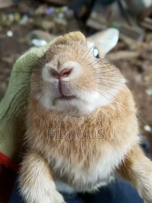 Mature Male Rabbit
