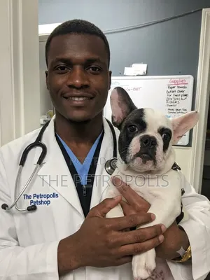 Dog Doctor in Ogun Lagos | Veterinary Care, Vaccination, Ticks Fleas