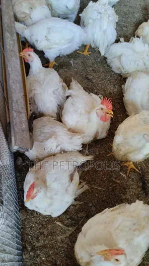 BROILER CHICKENS FOR SALE Day-Old to Jumbo 4KG+ Fresh Healthy Birds