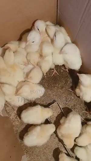 BROILER CHICKENS FOR SALE | Day-Old to Jumbo Fresh Healthy Birds