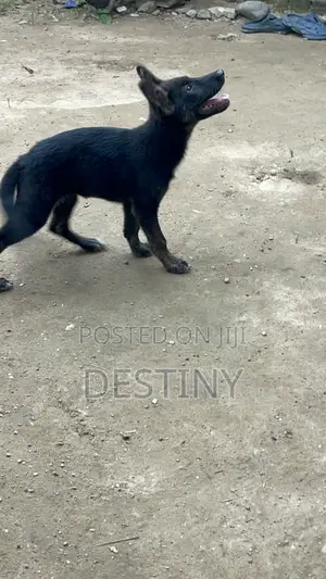1-3 months Female Purebred German Shepherd