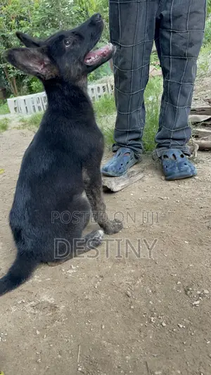 1-3 months Female Purebred German Shepherd