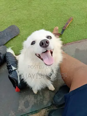 1+ year Female Purebred American Eskimo