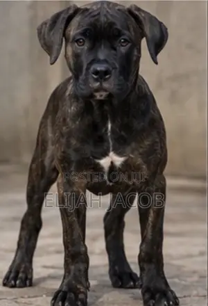 3-6 months Female Purebred Cane Corso