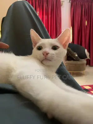 6-12 months Male Mixed Breed Turkish Angora