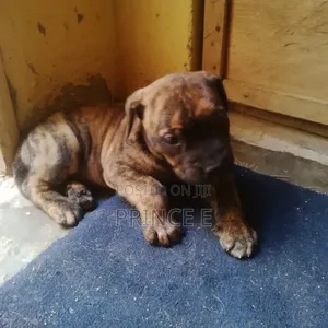 1-3 months Male Purebred Boerboel