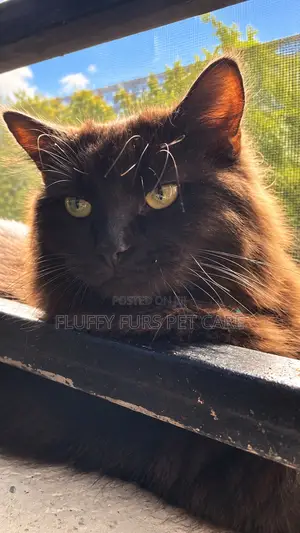 6-12 months Male Purebred Persian