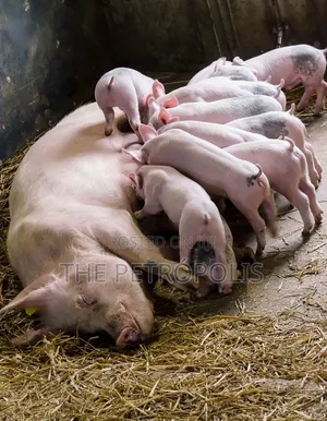 Pigs, Pork and Piglets for Sale