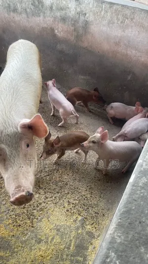 Pigs Available for Sale