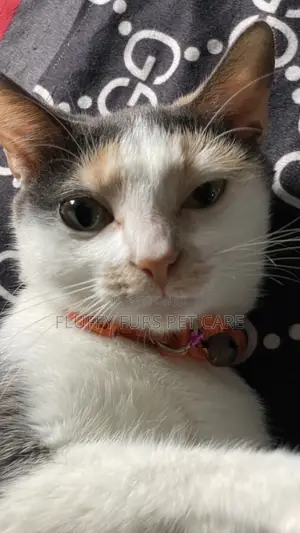 6-12 months Female Mixed Breed Turkish Angora