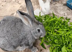 Rabbit Post Werner's